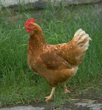 Foto Ayam Kampung dan Anak Ayam Kampung